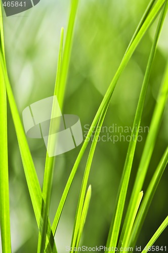 Image of Green grass background