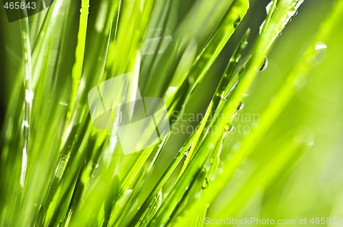 Image of Green grass background