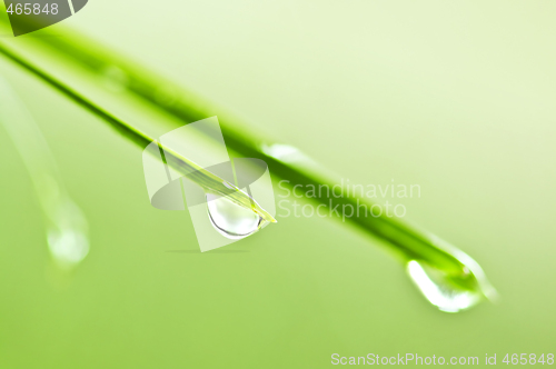 Image of Green grass blades with water drops