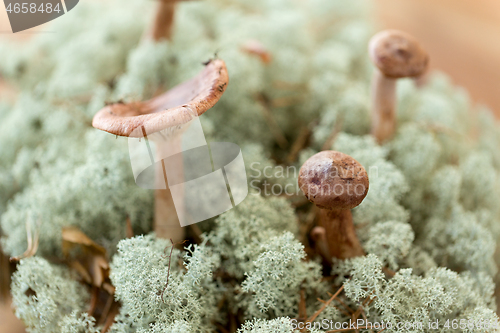 Image of lactarius rufus mushrooms in reindeer lichen moss