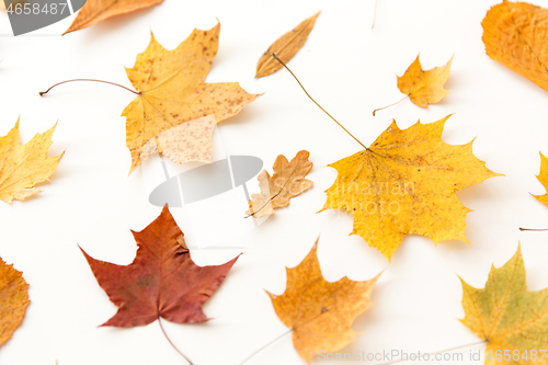 Image of dry fallen autumn leaves on white background