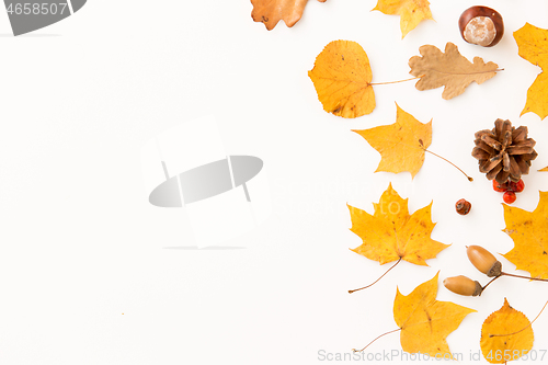 Image of dry autumn leaves, rowanberries and pine cones