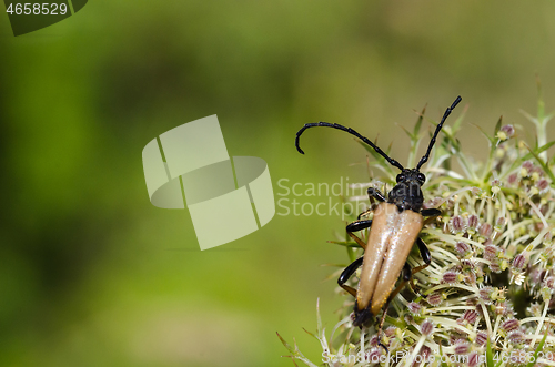Image of Male Red-brown Longhorn Beetle close up