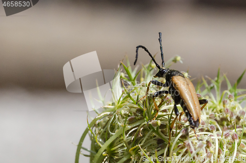 Image of Longhorn beetle close up