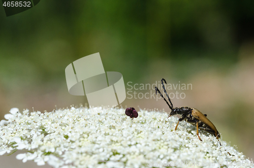 Image of Longhorn beetle on a wild carrot flower