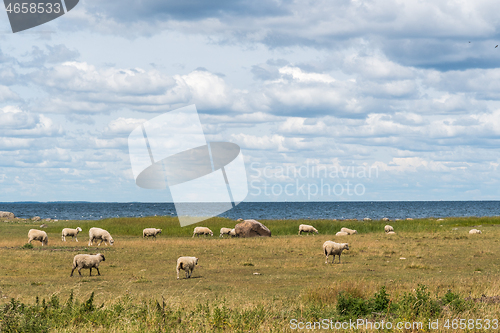 Image of Grazing sheep by the coast of the Baltic Sea