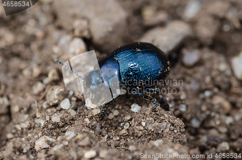 Image of Black metallic Leaf Beetle close up