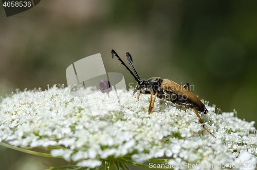 Image of Red-Brown Longhorn Beetle close up