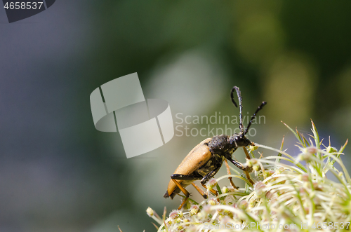 Image of Portrait of a Red-brown Longhorn Beetle