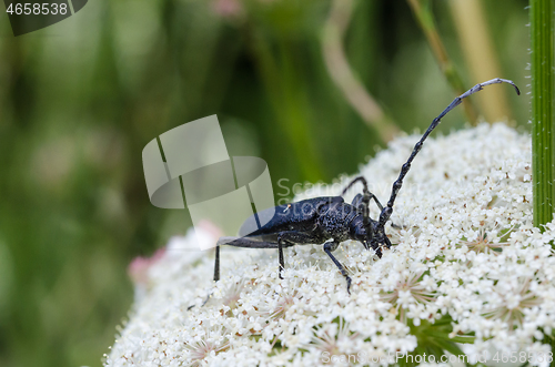 Image of Capricorn Beetle on a white flower