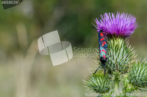 Image of Mating spotted burnet