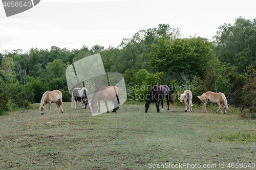 Image of Grazing horses in a forest glade