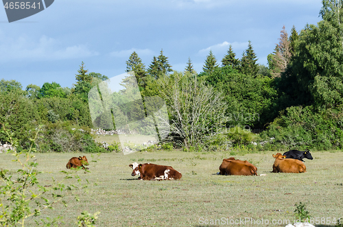 Image of Calm view with resting cattle