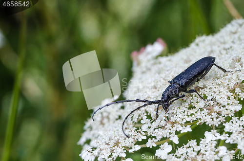 Image of Black longhorn beetle close up