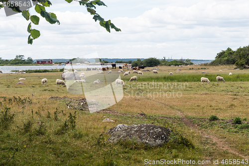 Image of Grazing sheep in a coastal landscape