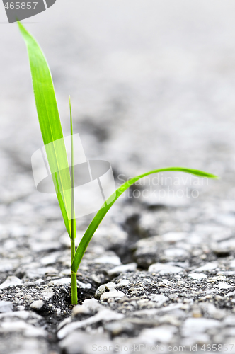 Image of Grass growing from crack in asphalt