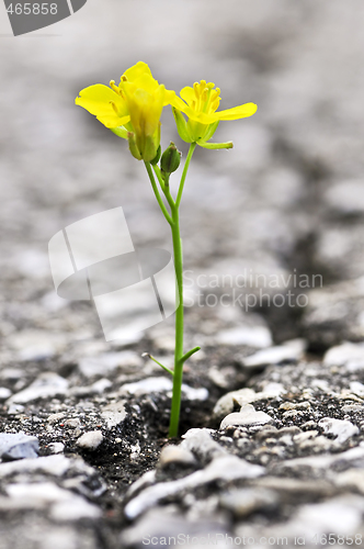 Image of Flower growing from crack in asphalt