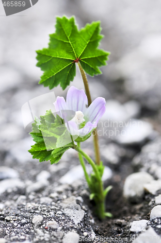 Image of Flower growing from crack in asphalt