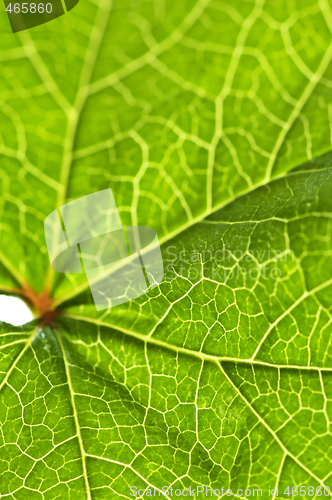 Image of Green leaf texture