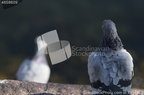 Image of Pigeon