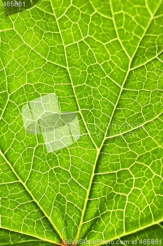 Image of Green leaf texture