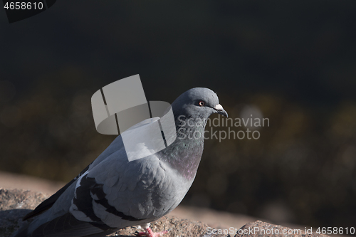 Image of Pigeon