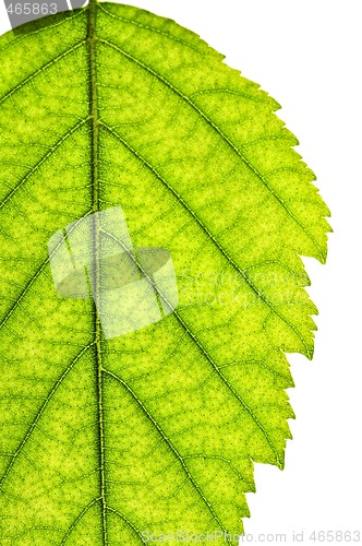 Image of Isolated tree leaf