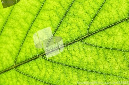 Image of Green leaf texture