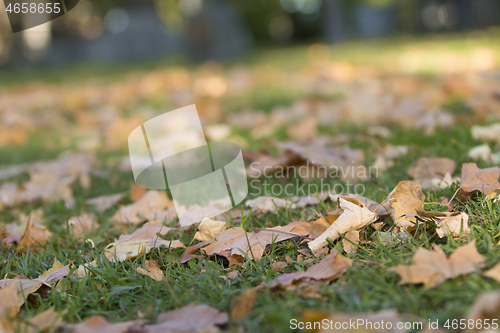 Image of Autumn Leafs