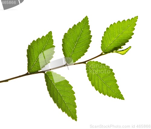 Image of Branch with green leaves