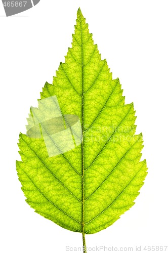 Image of Isolated tree leaf