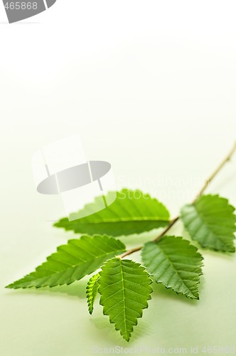 Image of Branch with green leaves