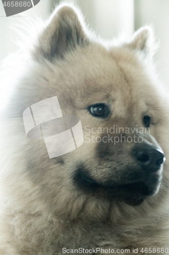 Image of Eurasier