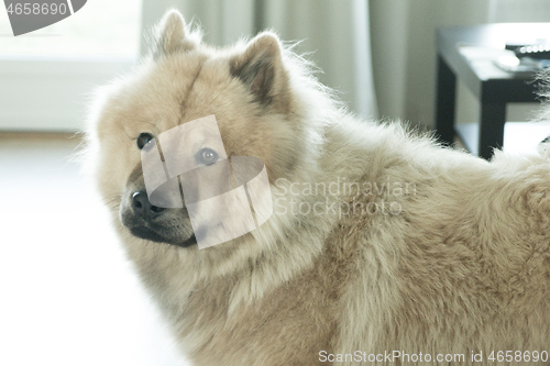 Image of Eurasier