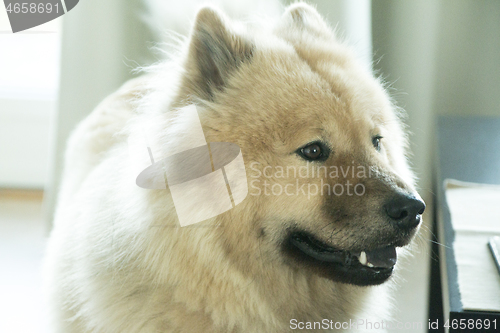 Image of Eurasier