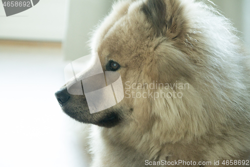 Image of Eurasier