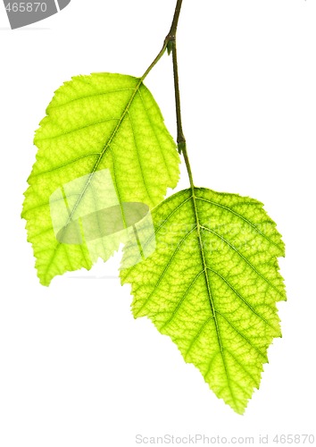 Image of Branch with green leaves