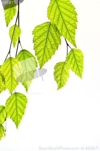 Image of Branch with green leaves