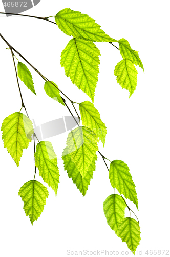 Image of Branch with green leaves