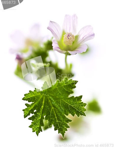 Image of Wildflower on white background