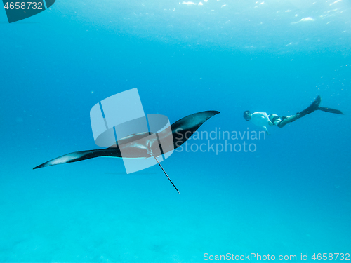 Image of Underwater view of hovering Giant oceanic manta ray, Manta Birostris , and man free diving in blue ocean. Watching undersea world during adventure snorkeling tour on Maldives islands.