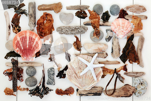 Image of Driftwood Shell and Seaweed Abstract