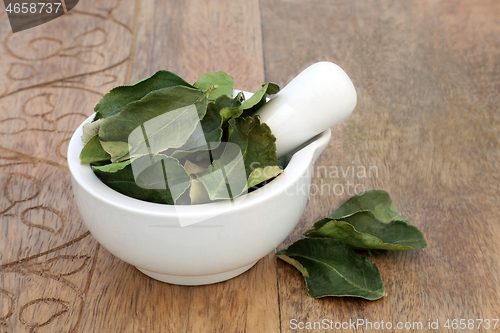 Image of Kaffir Lime Leaf Herb