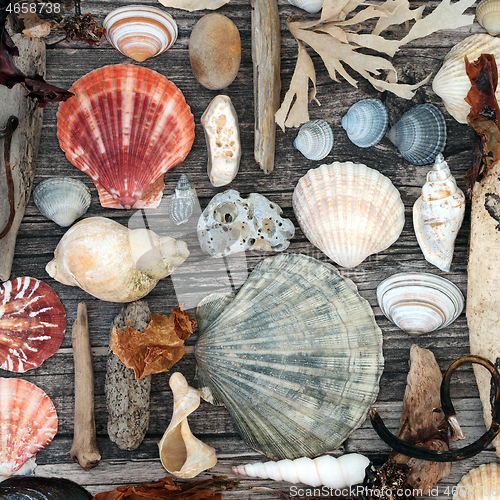 Image of Seashell and Driftwood Abstract