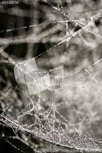 Image of Cobweb with dew, abstract background