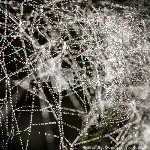 Image of Cobweb with dew, abstract background