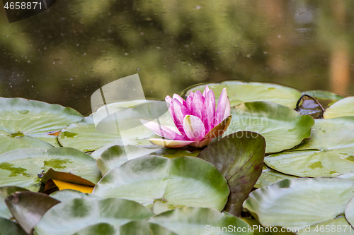 Image of Pink waterlily flower