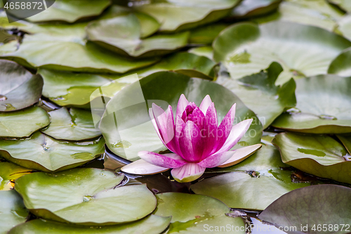 Image of Pink waterlily flower