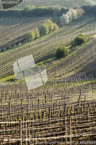 Image of Spring landscape with vineyards.