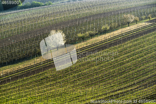 Image of Spring landscape with vineyards.
